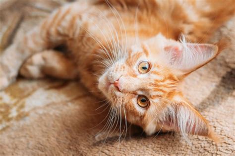 Cbd has also been linked to alleviating symptoms. Is CBD Oil Safe for Cats with Asthma?