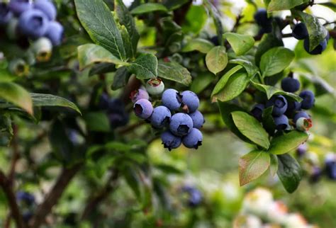 Growing Blueberries In Pots Everything You Need To Know Real Men Sow