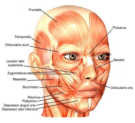 Facial Fitness Eva Fraser