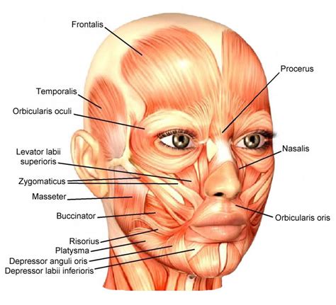This is an online quiz called label the muscles. Facial Anatomy & Proportions - Hair and Makeup Artist Handbook