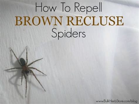 How To Keep Brown Recluses Away Brown Recluse Brown Recluse Spider