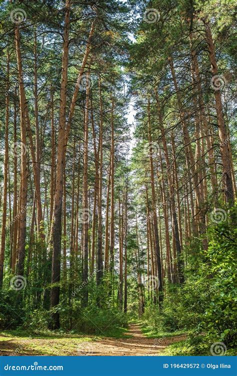 Nature Beautiful Path In Green Pine Forest Stock Photo Image Of
