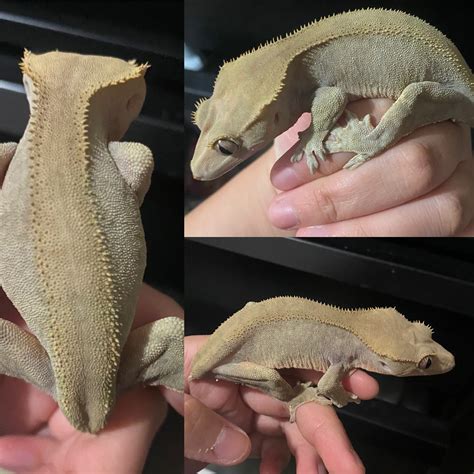 Patternless Crested Gecko By Galactical Exotics Morphmarket