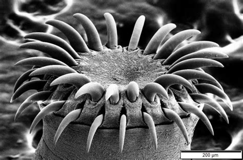 Tapeworm Head Wikimedia Commons Earth Buddies
