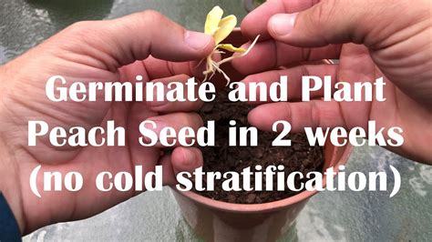 Germinate Peach Seed And Plant In 14 Days No Cold Stratification Youtube