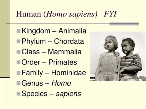 It was developed by the swedish botanist carolus linnaeus, who lived during the 18th century, and his system of classification is still used today. PPT - Classification of Organisms Chapter 18 PowerPoint ...