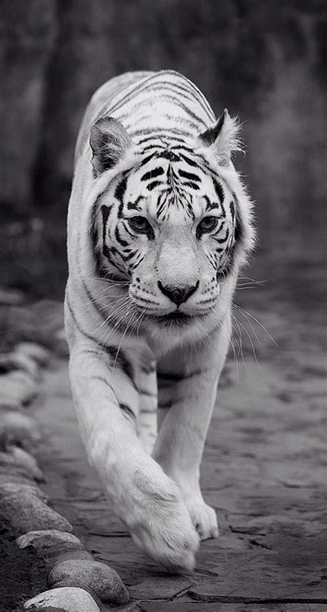 Be The King Tiger Wallpaper Iphone Lock Screen ⊱lock