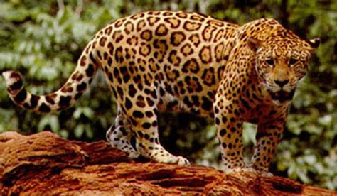 El Reino Animal Jaguar