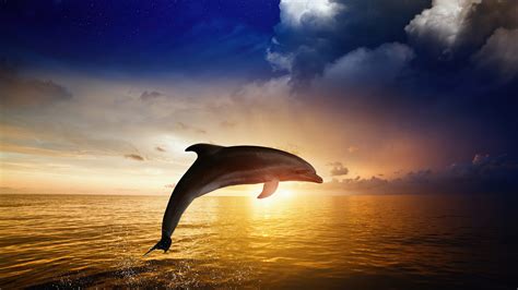 Jumping Dolphins 3d Images Lastsilope