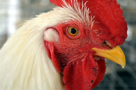 A rooster, also known as a cockerel , a cock, or in some breeds, a stag, is a male chicken. Rooster 2 Free Stock Photo - Public Domain Pictures