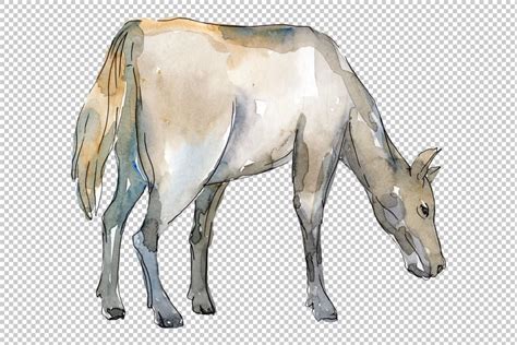Farm Animals Horse Foal Watercolor Png Watercolorpng