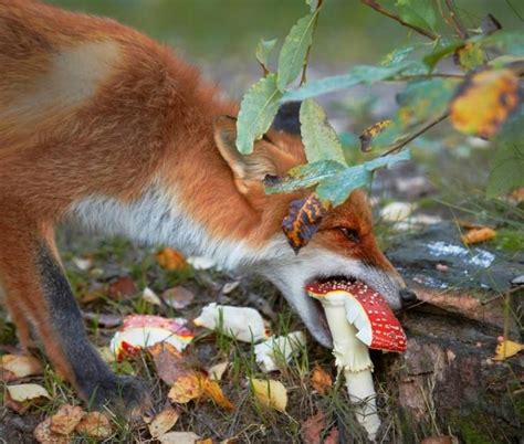 Red Fox Vulpes Vulpes Feeding On Amanita Mushroom Finland Fox Eat