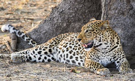 Free Images Nature Animal Wildlife Wild Africa Fauna Leopard
