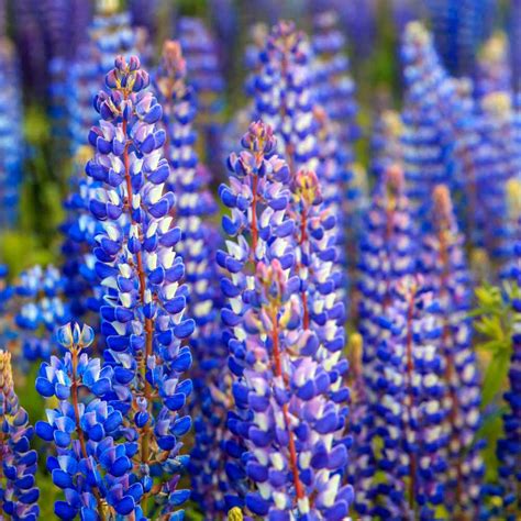Lupine Seed - Lupinus Perennis Wild Blue Lupine Wild ...
