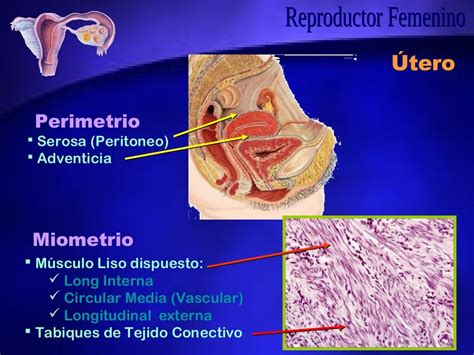 Aparato Reproductor Femenino Anatomía Microscópica Ii Histología