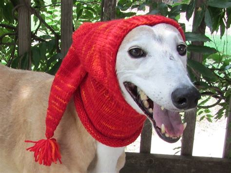 Crochet And Knitted Dog Hats The Whoot