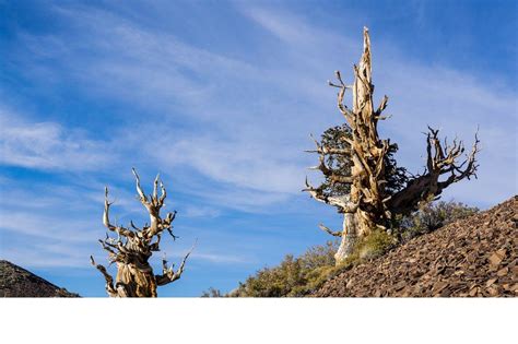 Ancient Bristlecone Pine Forest Bishop All You Need To Know Before