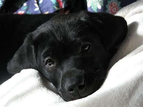 Cute Dogs Cute Black Labrador Retriever