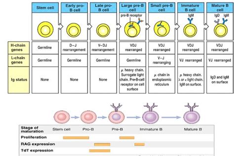 B Cell Development B Cell Biochemistry Immunology