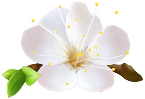 Flores Flor Bonita Branca Png Imagens E Br