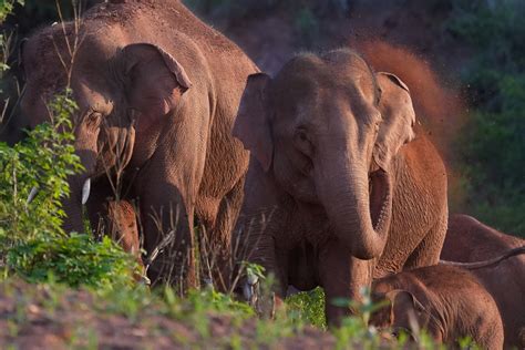 Two Thirds Of Suitable Elephant Habitat In Asia Lost In 3 Centuries