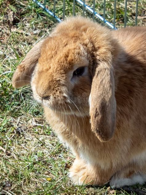 Brown And White Coloured Lop Rabbit With Ears Down On Grass Stock Photo