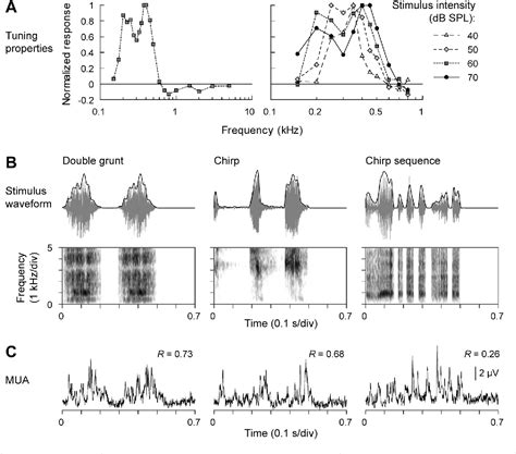 Figure 1 From Representation Of Speech In Human Auditory Cortex Is It