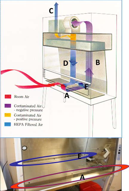 Difference between laminar flow hood and biosafety cabinet. Biosafety Cabinet Airflow Diagram | www.resnooze.com