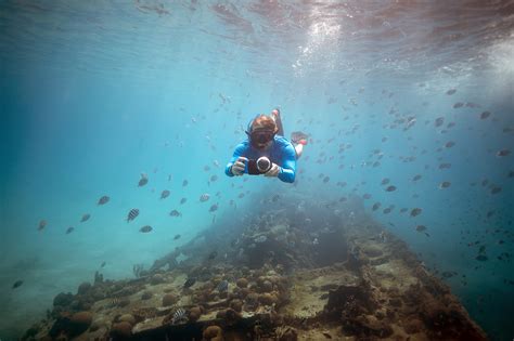 explore diving 20 reasons to dive in barbados visit barbados