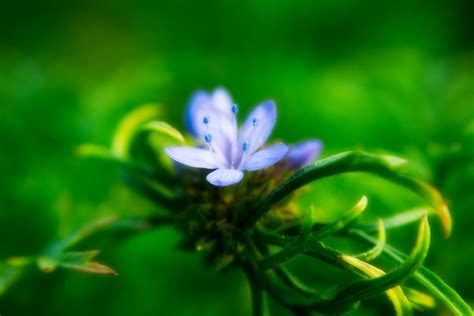 Little Blue Flower I Was Taking Macro Shots Today When I F Flickr