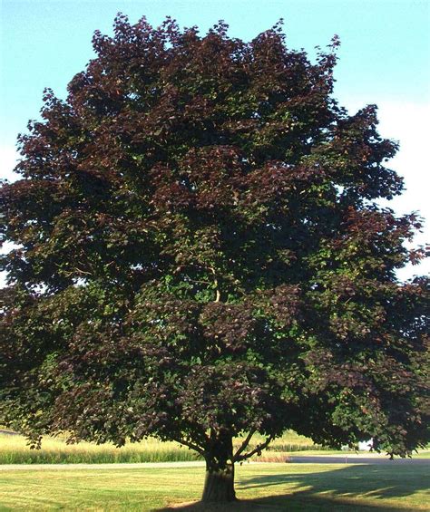 Trees king crimson on wn network delivers the latest videos and editable pages for news & events, including entertainment, music, sports, science and more, sign up and share your playlists. Crimson King Norway Maple