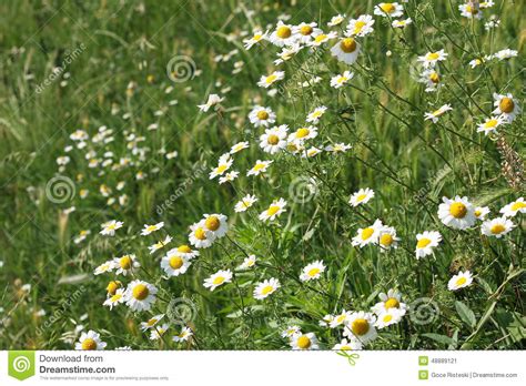 Chamomile Wild Flowers Stock Image Image Of Season Beautiful 48889121