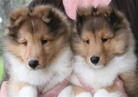 Puppies are akc registered, have had their first shots and have been. Shetland Sheepdog (Sheltie) Info, Puppies, Pictures, Temperament