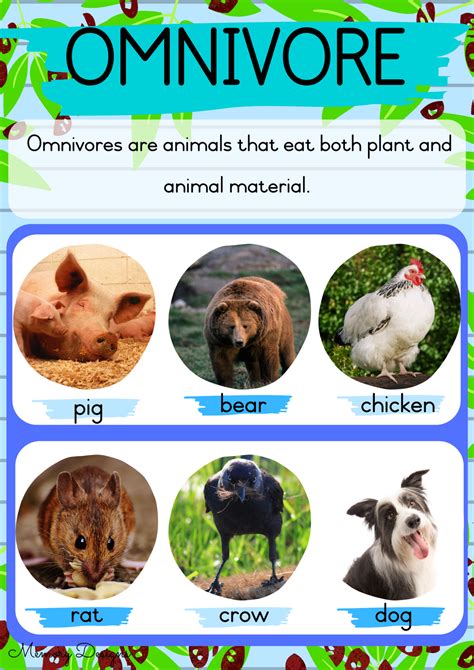 Characteristics Of Herbivores Carnivores And Omnivores