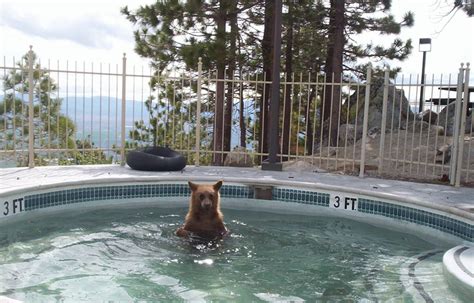 Bears In Hot Tubs Yes And Loving It