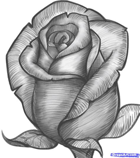 Drawing Rose Flower Pencil Home Alqu