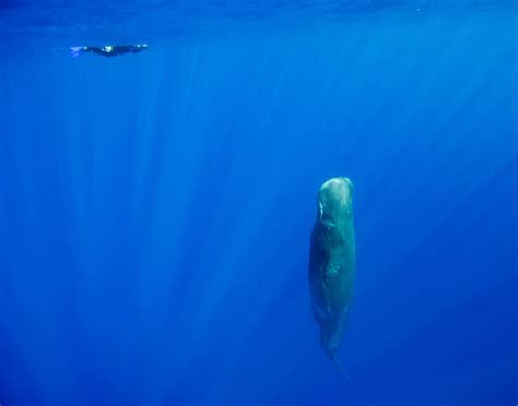 Why Do Sperm Whales Sleep Vertically Marinepatch