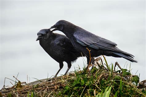 Crow Pairs Strengthen Their Bond Through Preening Audubon