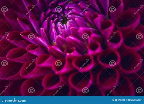 Beautiful Purple Flower Stock Photo Image Of Romantic 85479326