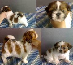 Maybe you would like to learn more about one of these? RARE *** DOBIE MARKED ***SHIH-TZU*** | Shih tzu, Animals, Pets