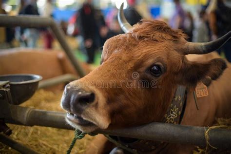 Cow In A Box At The Agricultural Show Editorial Photo Image Of