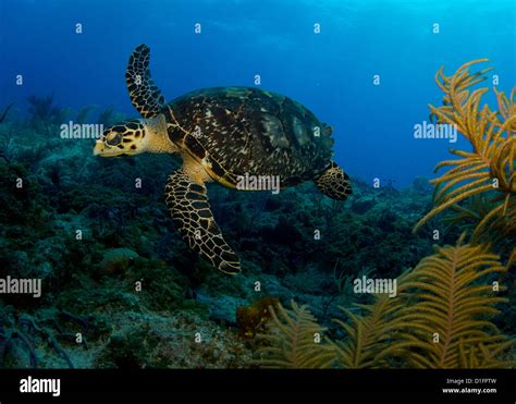 Hawksbill Sea Turtle Stock Photo Alamy