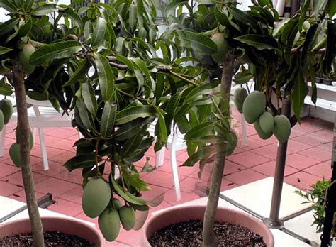 The health benefits of dragonfruit cactus fruit are many and varied. How to grow Mango tree | Growing Mango tree in pots ...