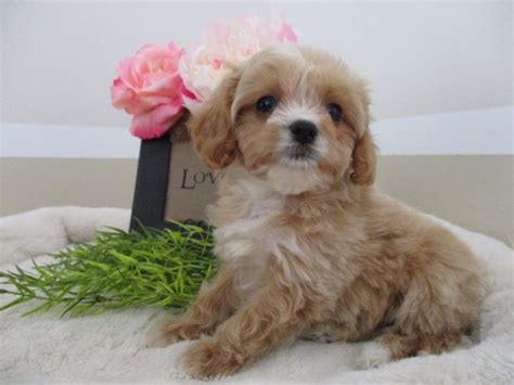 Cavapoo puppies are so cute with there little button noses and teddy bear looks. Cavapoo Puppies For Sale | Canton, OH #194184 | Petzlover