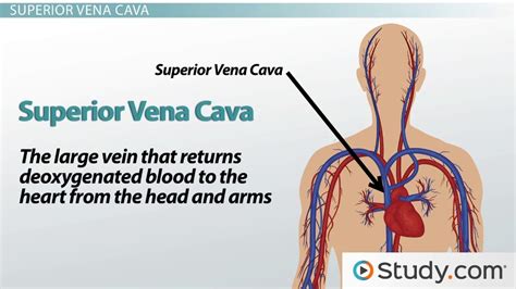 Major Blood Vessels Leading To The Heart Superior Vena Cava Inferior