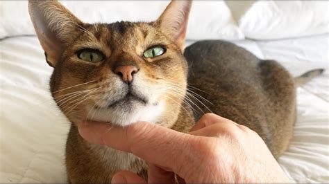 Cats' purrs are more than simply a way to communicate though. Abyssinian cat purring - YouTube