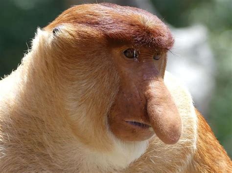 Proboscis Monkey - Facts, Photos & Video