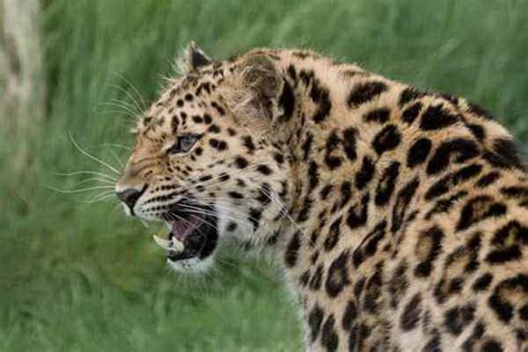 Amur Leopard Facts Diet Habitat Why They Are Endangered