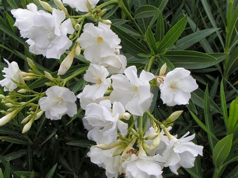 Nerium Oleander White