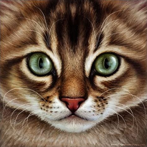 A kitten lure is a combination of items that can summon a kitten, along with a tabby cat. My Warrior Cats Pictures: Brown tabby kitten